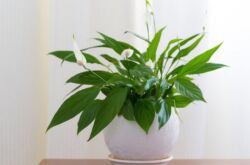 Spathiphyllum