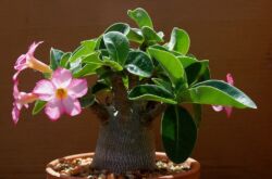 Adenium - penjagaan di rumah. Penanaman adenium, pemindahan dan pembiakan. Penerangan, jenis. Gambar