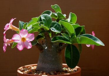 Adenium - penjagaan di rumah. Penanaman adenium, pemindahan dan pembiakan. Penerangan, jenis. Gambar