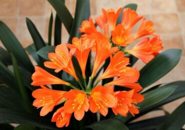 Clivia