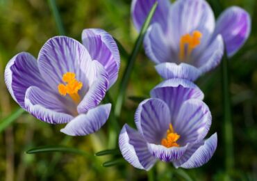 Crocus