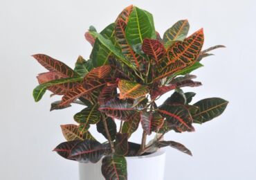 Croton (Codiaum)