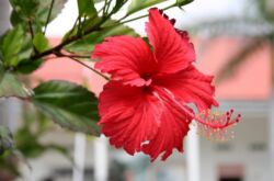 Inomhus hibiskus - hemvård. Beskärning och återplantering. Fortplantning. Befruktning och vattning