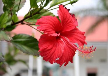 Inomhus hibiskus - hemvård. Beskärning och återplantering. Fortplantning. Befruktning och vattning