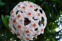 Hoya. Lilin ivy