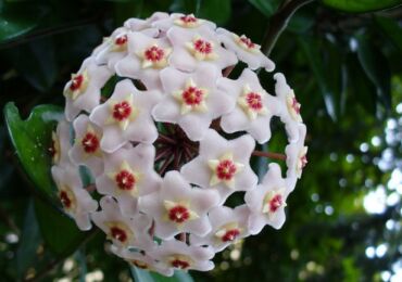 Hoya. Lilin ivy