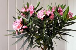 Oleander växt