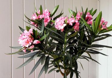 Oleander växt