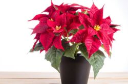 Poinsettia (bintang Krismas)