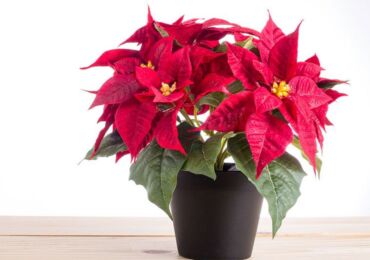 Poinsettia (bintang Krismas)