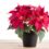 Poinsettia (bintang Krismas)