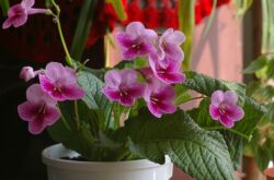 Streptocarpus är en örtartad, blommande växt