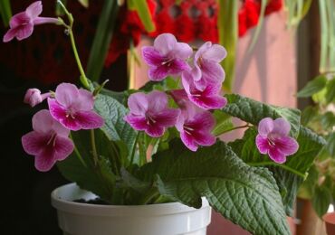 Streptocarpus adalah tumbuhan berbunga herba