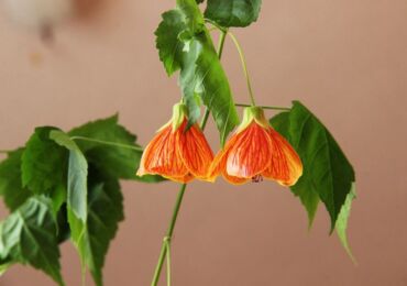 Abutilon eller inomhus lönn