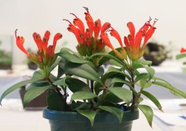 Aeschinanthus växt