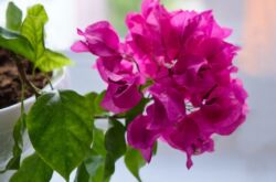 Bougainvillea växt