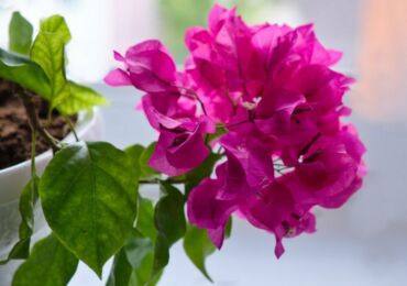 Bougainvillea växt