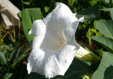 Datura adalah ramuan syaitan