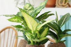 Dieffenbachia