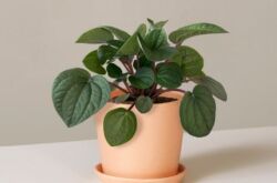 Peperomia växt