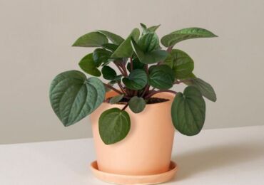 Peperomia växt