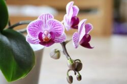 Phalaenopsis Orchid