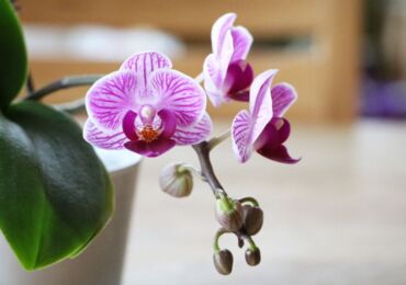 Orkid Phalaenopsis