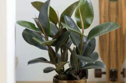 Ficus rubbery (elastik)