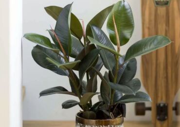 Ficus rubbery (elastik)