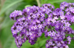 Heliotrope. Kejururawatan dan pembiakan. Menanam dan membesar. Penerangan dan gambar heliotrope