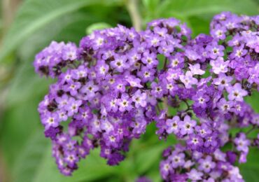 Heliotrope. Kejururawatan dan pembiakan. Menanam dan membesar. Penerangan dan gambar heliotrope