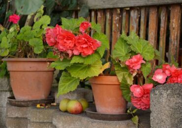 Knölig begonia