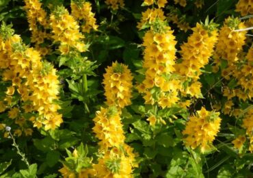 Loosestrife anläggning