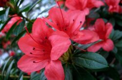 Azalea transplantation. Hur man transplanterar azalea hemma