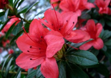 Azalea transplantation. Hur man transplanterar azalea hemma