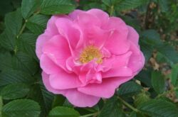 Mawar berkerut. Menanam dan meninggalkan. Pemindahan dan pembiakan. Rosa Rugosa