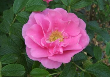 Mawar berkerut. Menanam dan meninggalkan. Pemindahan dan pembiakan. Rosa Rugosa