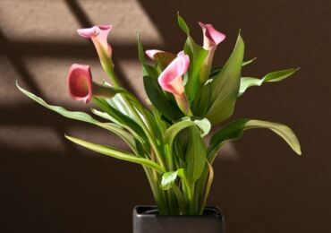 Calla växt