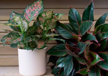 Aglaonema