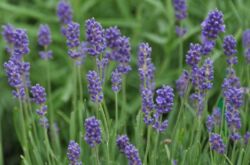 Tumbuhan lavender