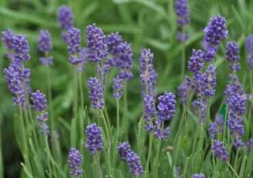 Tumbuhan lavender