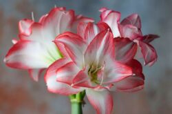 Amaryllis