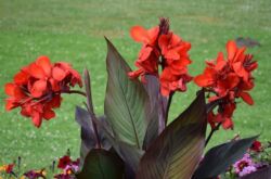 Canna blomma