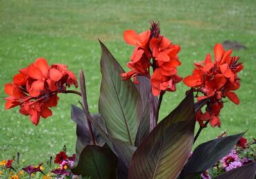 Canna blomma