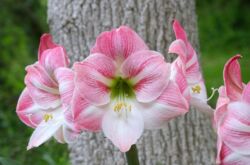 Hippeastrum. Skötsel och odling. Transplantation och reproduktion