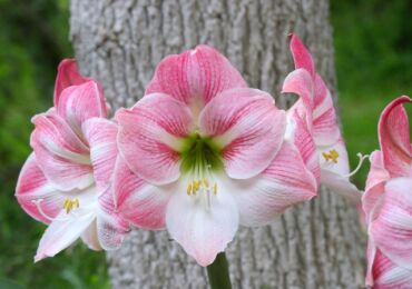 Hippeastrum. Skötsel och odling. Transplantation och reproduktion