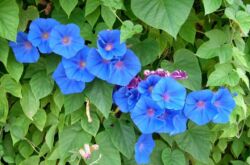 Morning glory plant