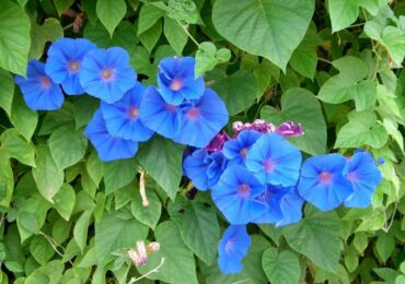 Morning glory plant