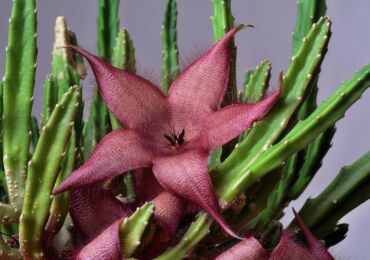 Växt stapelia