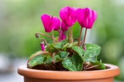 Cyclamen blomma